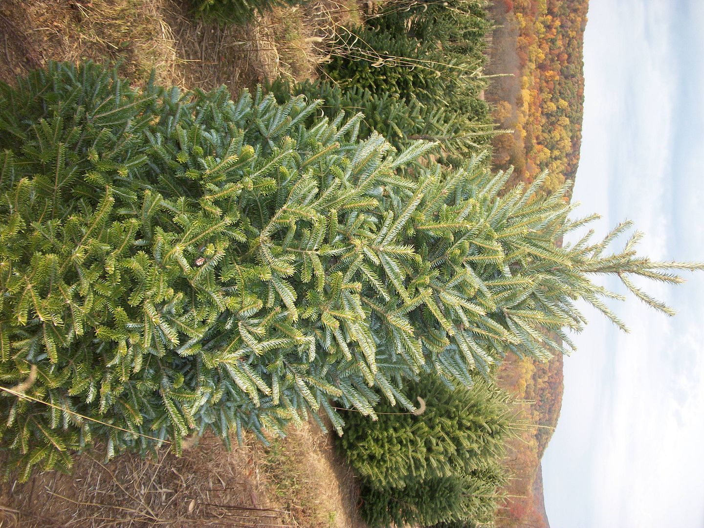 Fraser Fir Tree Photo by EvergreenValley1 Photobucket